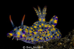 Saw this colorful guy on the black volcanic sand under th... by Ben Joubert 